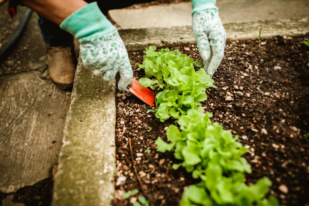 Bouw je eigen moestuin voor verse groenten