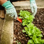 Bouw je eigen moestuin voor verse groenten