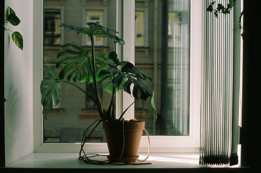 Groene oase: kamerplanten voor de slaapkamer