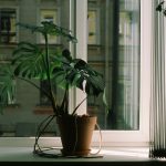 Groene oase: kamerplanten voor de slaapkamer