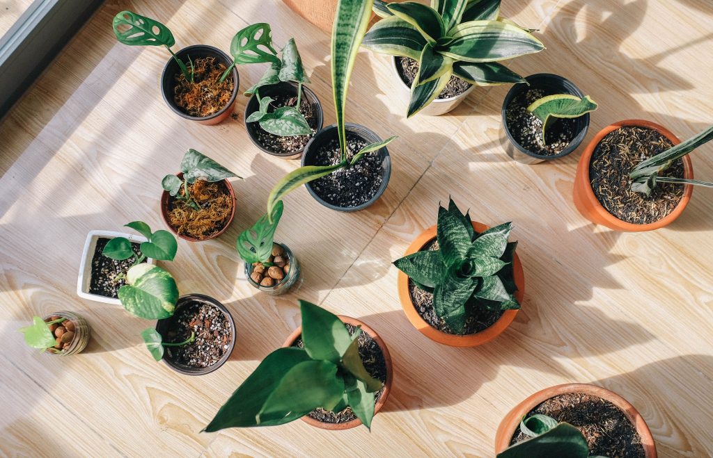 Verzorgingstips voor je kamerplanten in de winter