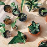 Verzorgingstips voor je kamerplanten in de winter