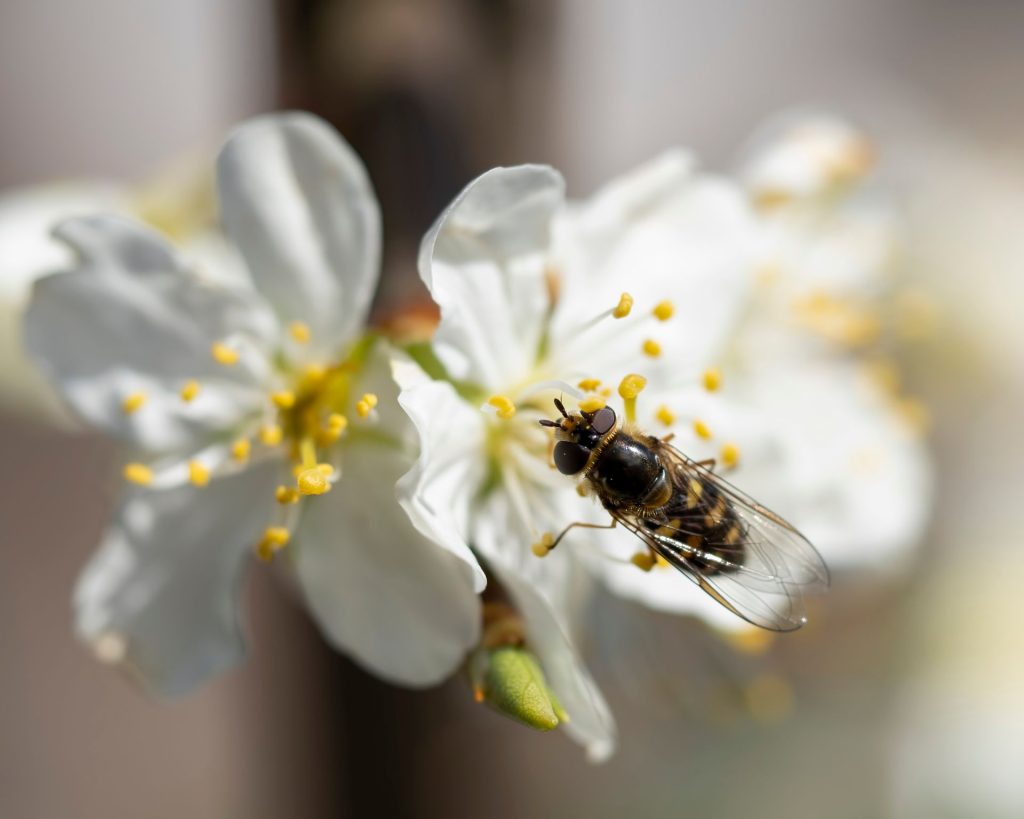 Ecologisch verantwoorde tuininrichting stap voor stap