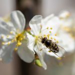 Ecologisch verantwoorde tuininrichting stap voor stap