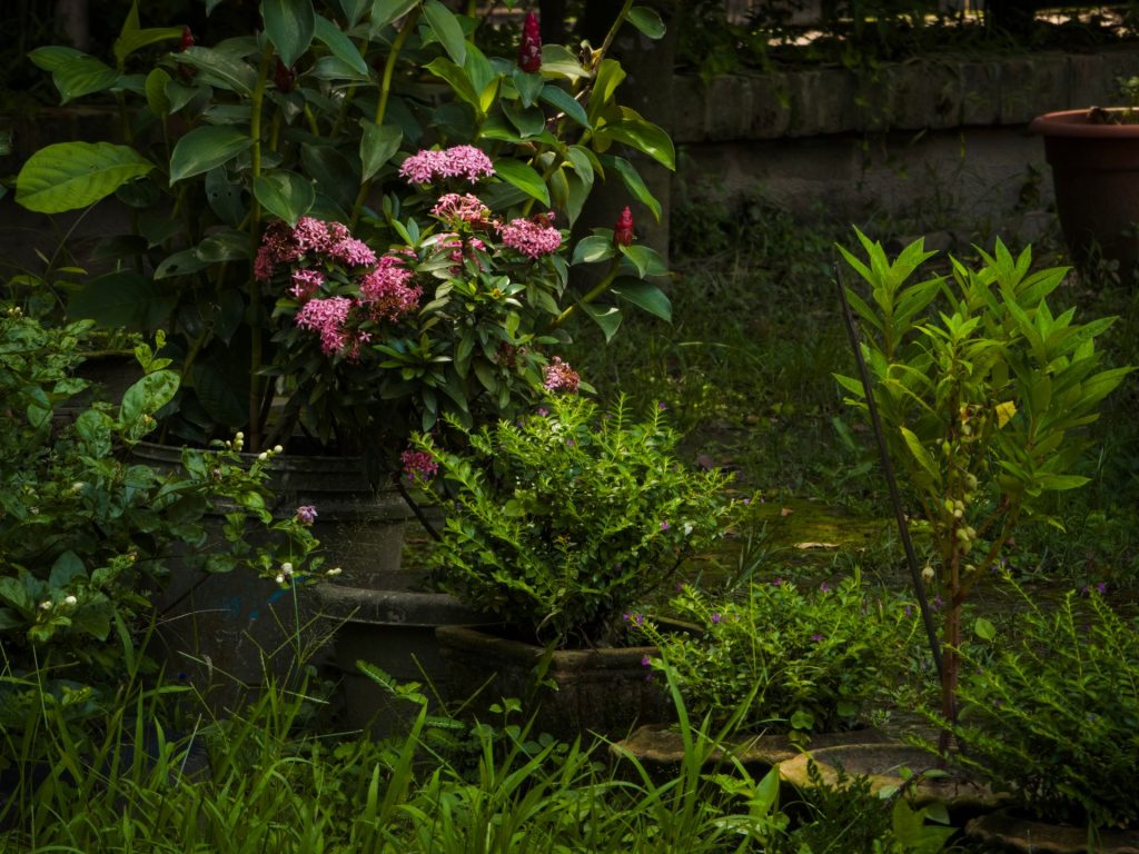 Zo start je een permacultuur tuin in je achtertuin