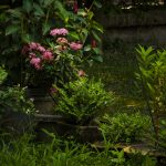 Zo start je een permacultuur tuin in je achtertuin