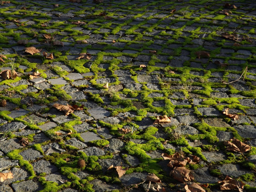Weelderig groen mos tussen kasseien met herfstbladeren