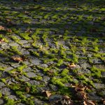 Weelderig groen mos tussen kasseien met herfstbladeren